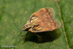 Bothriocera