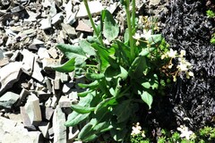 Rumex lapponicus