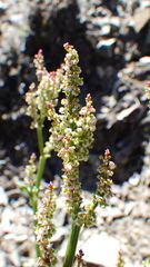 Rumex lapponicus