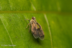 Bothriocera