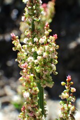 Rumex lapponicus