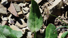 Rumex lapponicus