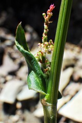 Rumex lapponicus