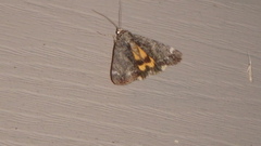 Catocala minuta