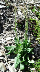 Rumex lapponicus