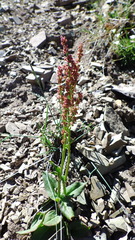 Rumex lapponicus