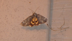 Catocala minuta