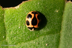Brachiacantha lepida