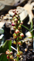 Rumex lapponicus