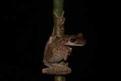 Osteocephalus taurinus