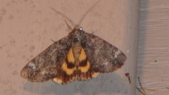 Catocala minuta