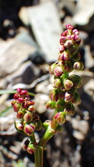 Rumex lapponicus