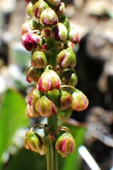 Rumex lapponicus