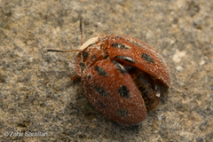 Chelymorpha