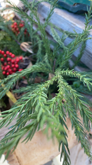 Cryptomeria japonica