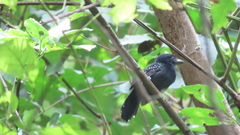 Thamnophilus bridgesi