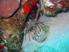 Panulirus argus