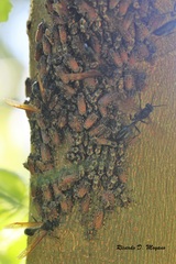 Aetalion reticulatum