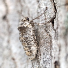 Alsophila