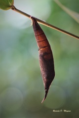 Eryphanis