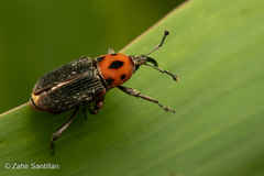 Rhodobaenus