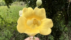 Amphilophium crucigerum