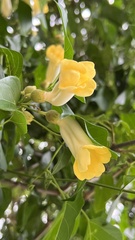 Amphilophium crucigerum