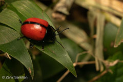 Labidomera suturella