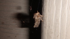 Acrolophus arcanella