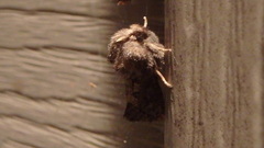 Acrolophus arcanella