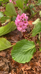 Bergenia crassifolia