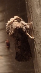 Acrolophus arcanella