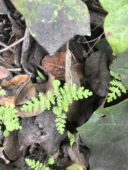Eucrypta chrysanthemifolia