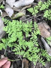 Eucrypta chrysanthemifolia