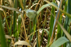 Pieris rapae rapae