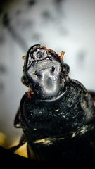 Harpalus katiae