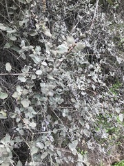 Eriogonum cinereum