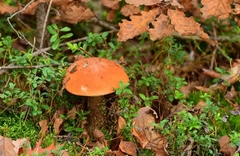 Leccinum aurantiacum