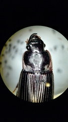 Harpalus caliginosus