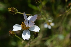 Cupido comyntas texana