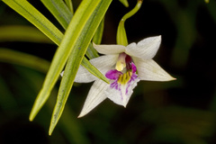 Dendrobium cunninghamii