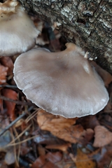 Pleurotus ostreatus
