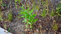 Chamaenerion angustifolium