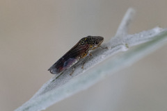 Homalodisca liturata