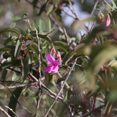 Lathyrus vestitus alefeldii