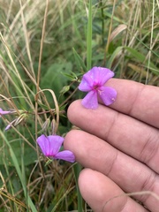 Phlox glaberrima