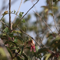 Lathyrus vestitus alefeldii