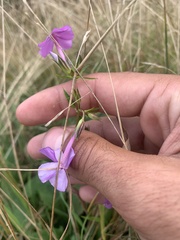 Phlox glaberrima