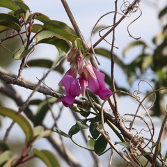 Lathyrus vestitus alefeldii