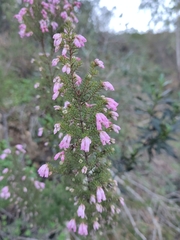 Erica australis